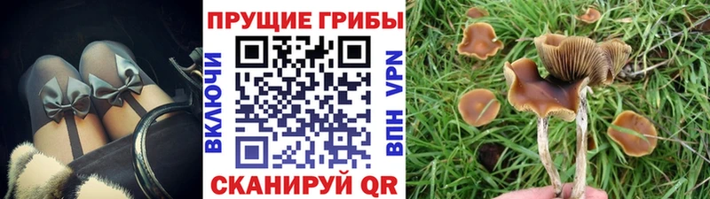 Купить  Сорск  Псилоцибиновые грибы GOLDEN TEACHER 